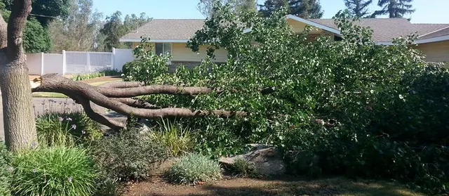 Kurt Eaton Tree Service — photo from the business 1