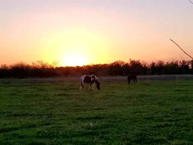 Happy Horse Hotel — customer photo 3