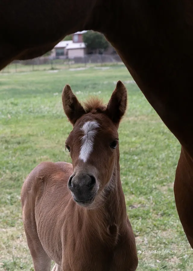 SunCrest Farm — customer photo 9