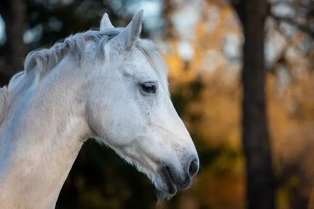 White Fences Equestrian Center — photo from the business 4