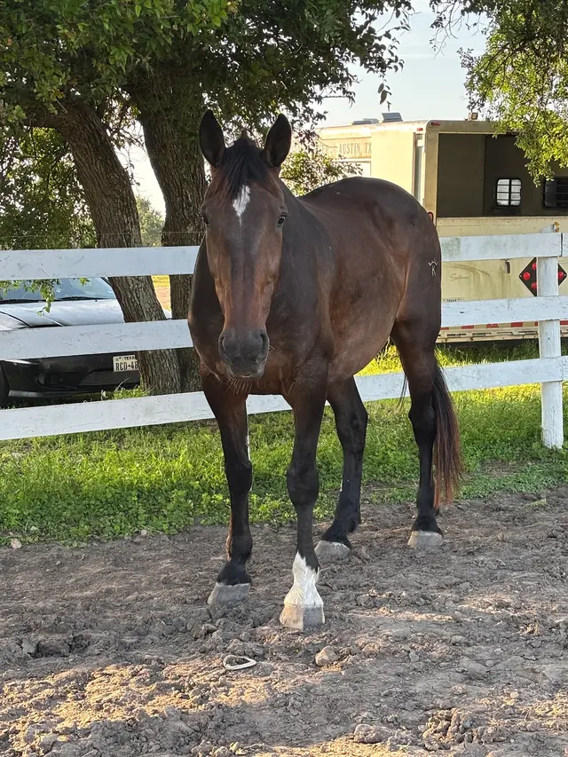 Customer photo of work by White Fences Equestrian Center, from Laura Hilchey's review