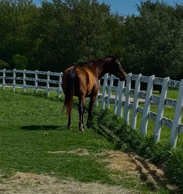 White Fences Equestrian Center — customer photo 6