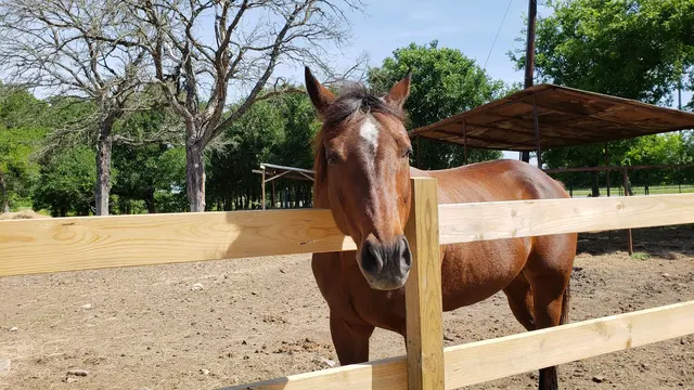 Healing with Horses Ranch — customer photo 11