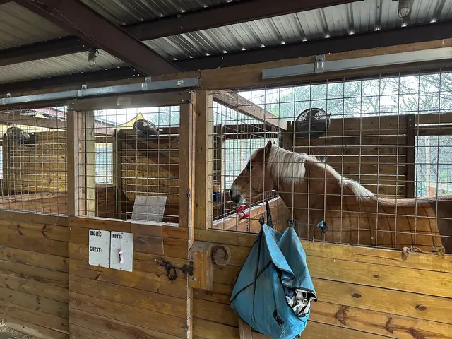 Healing with Horses Ranch — customer photo 3