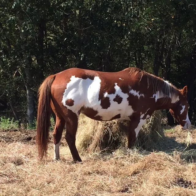 Customer photo of work by Healing with Horses Ranch, from Gail Alfar's review