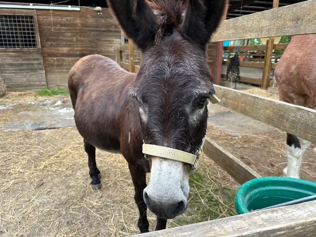 Healing with Horses Ranch — customer photo 4