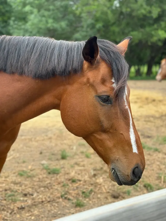 Customer photo of work by Healing with Horses Ranch, from Chantel Dupree's review