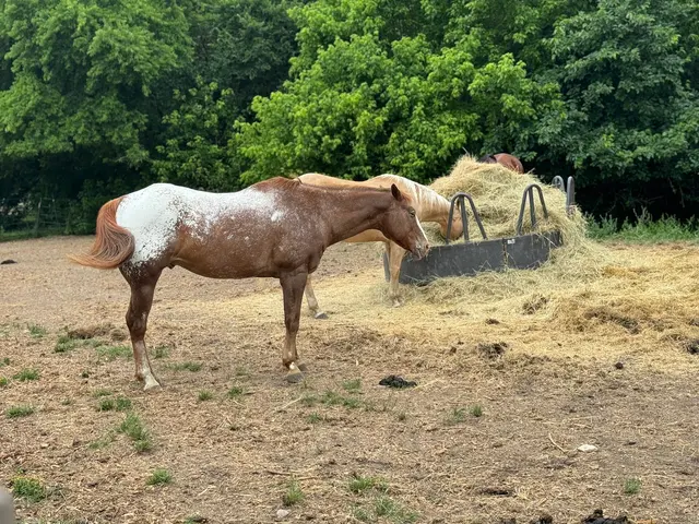 Customer photo of work by Healing with Horses Ranch, from Chantel Dupree's review