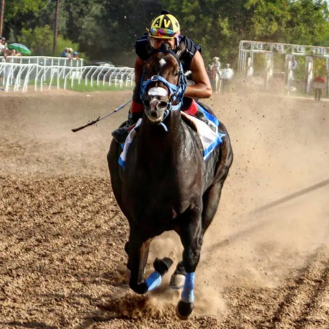 Horse Racing Track — customer photo 2