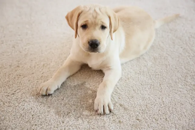 Accurate Carpet & Tile Cleaning — photo from the business 6