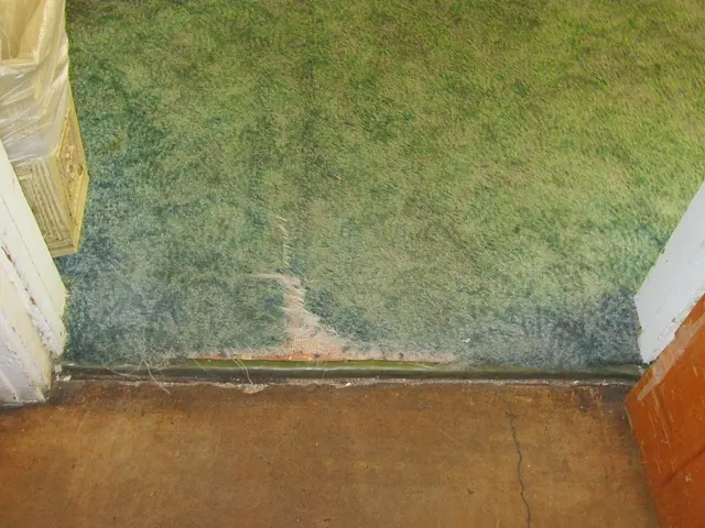 New Mexico Carpet Repair and Cleaning — photo from the business 6