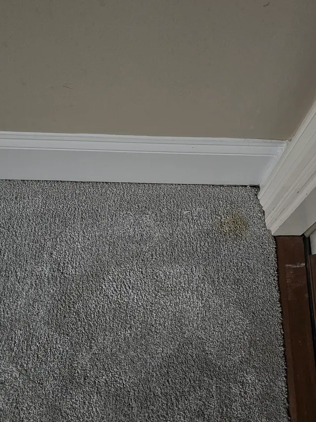 EcoPro Steamers Carpet and Upholstery Cleaning — customer photo 8