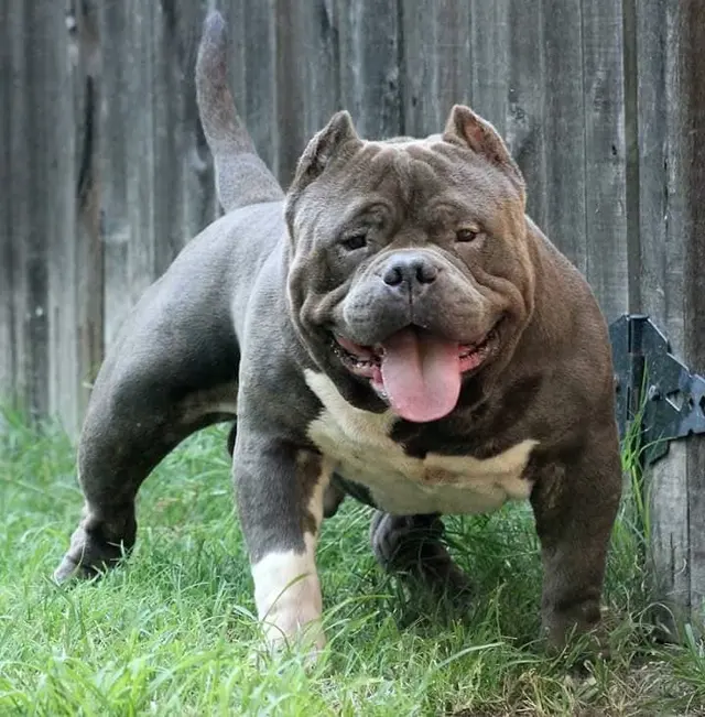 Bully's Unlimited — photo from the business 8