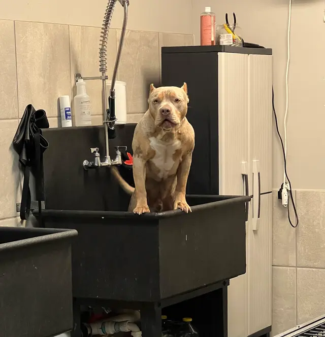 Bully's Unlimited — photo from the business 2