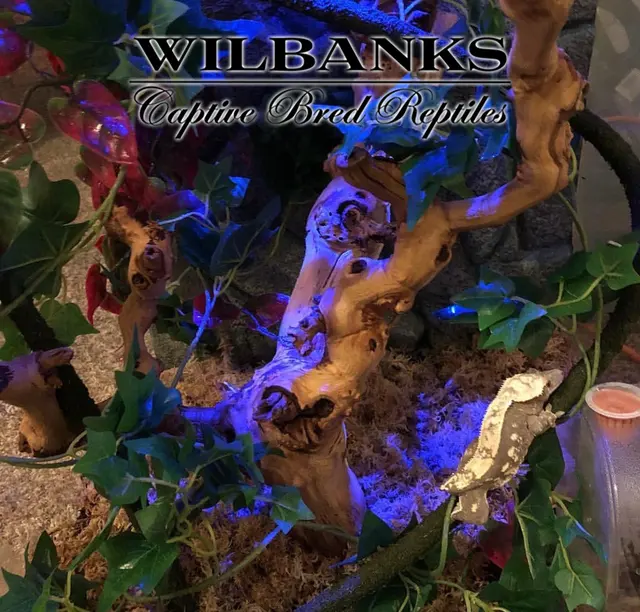 Wilbanks Captive Bred Reptiles — photo from the business 6