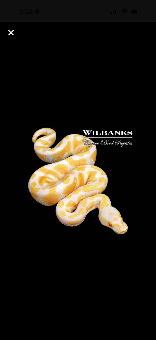 Wilbanks Captive Bred Reptiles — customer photo 12
