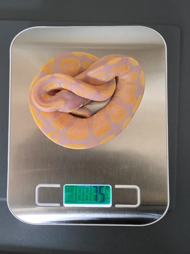 Customer photo of work by Wilbanks Captive Bred Reptiles, from Tynisha Trammell's review