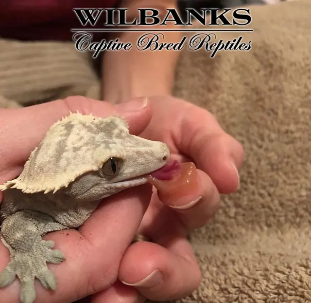 Wilbanks Captive Bred Reptiles — photo from the business 10