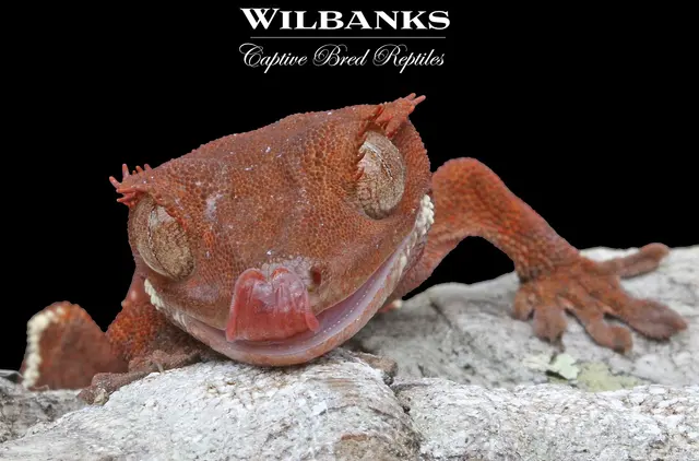 Wilbanks Captive Bred Reptiles — photo from the business 11
