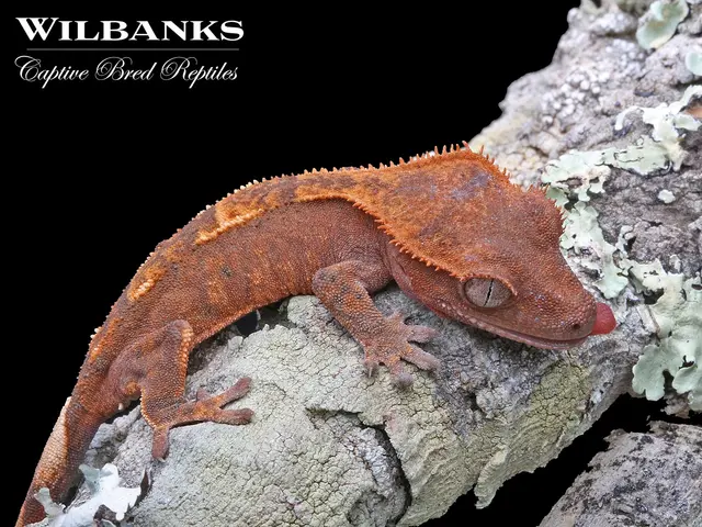 Wilbanks Captive Bred Reptiles — photo from the business 3