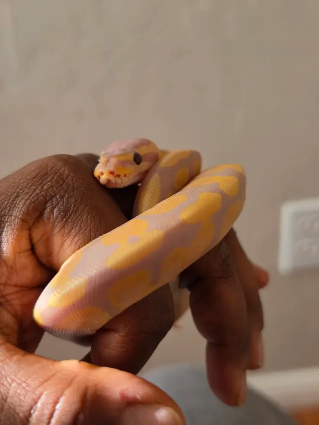 Customer photo of work by Wilbanks Captive Bred Reptiles, from Tynisha Trammell's review