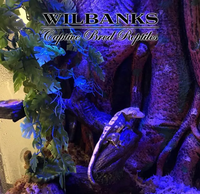 Wilbanks Captive Bred Reptiles — photo from the business 9