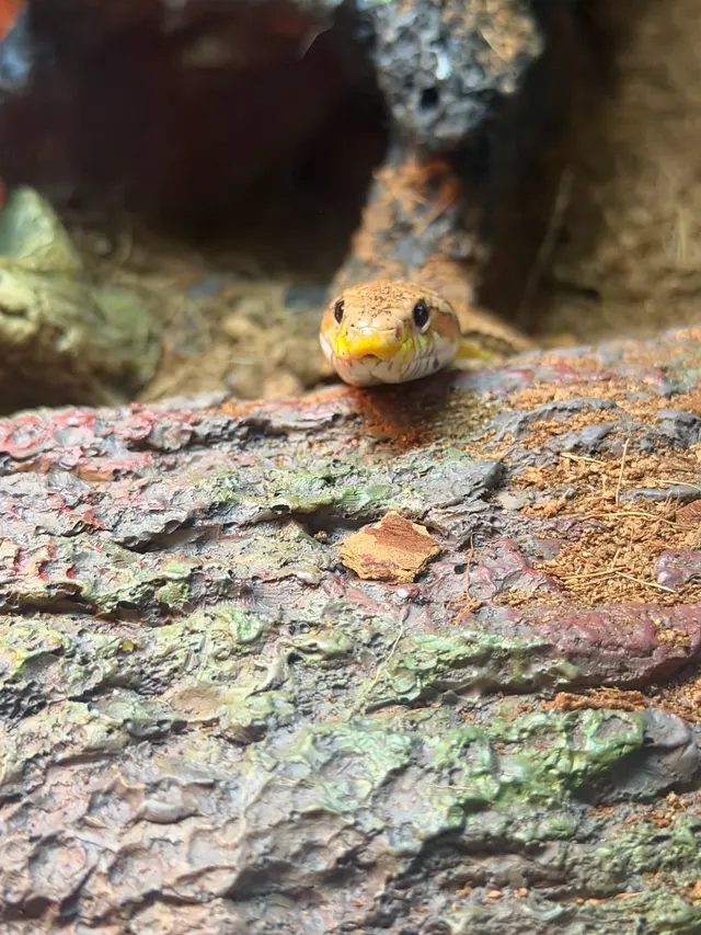 Customer photo of work by Anything For A Bug LLC Pet Shop, from David King's review