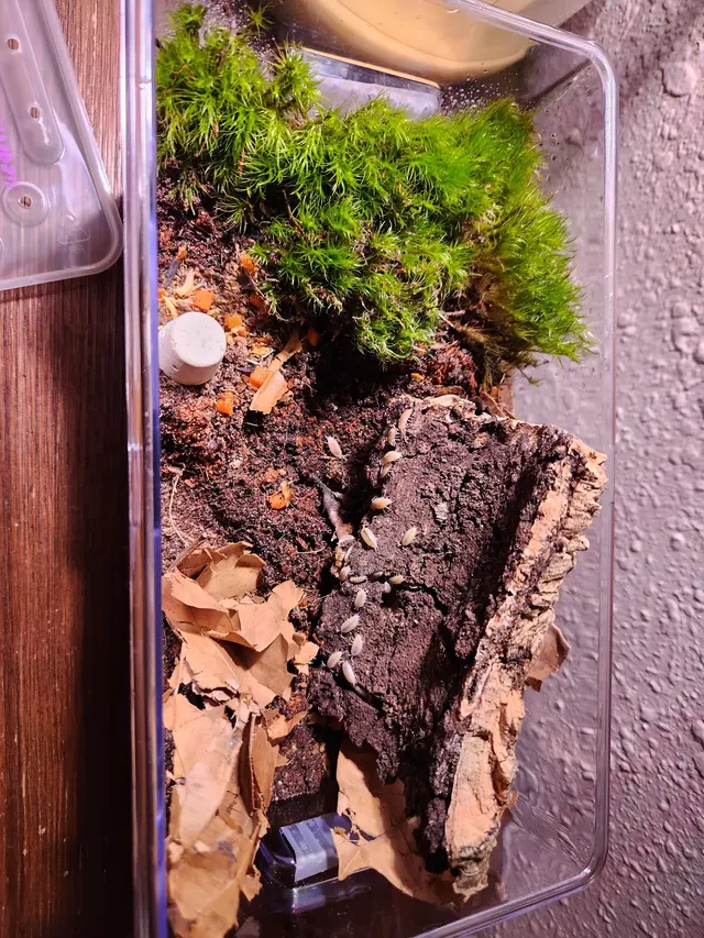 Anything For A Bug LLC Pet Shop — customer photo 6