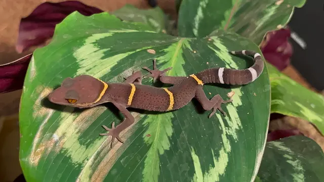 Anything For A Bug LLC Pet Shop — customer photo 10