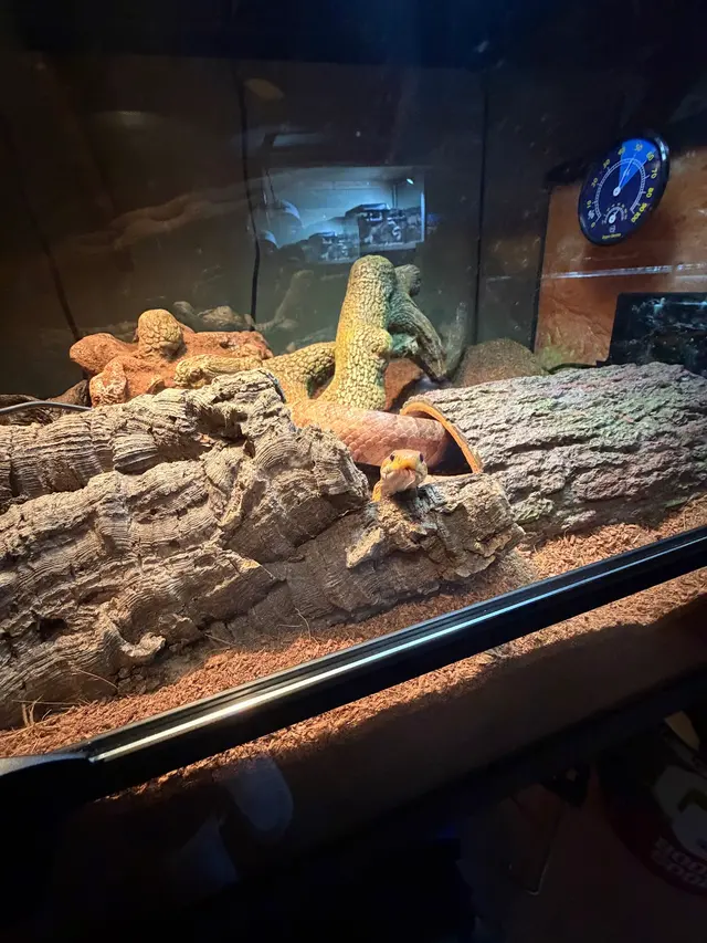 Anything For A Bug LLC Pet Shop — customer photo 3