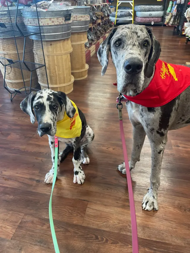 Hollywood Feed — customer photo 10
