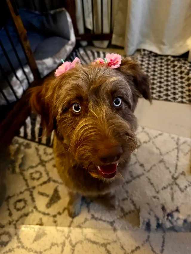 A1 Pet Emporium — customer photo 11