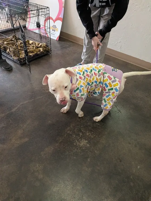 A1 Pet Emporium — photo from the business 5