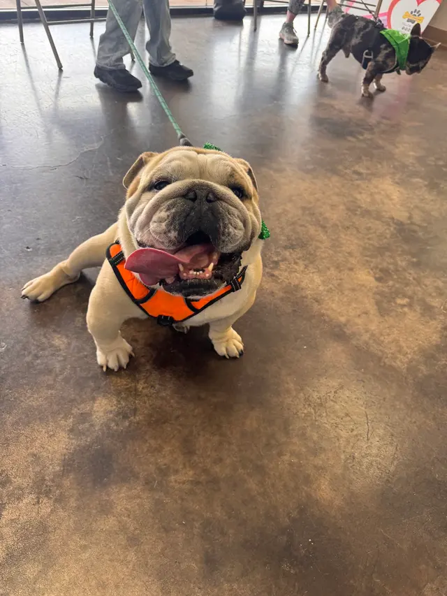 A1 Pet Emporium — photo from the business 12