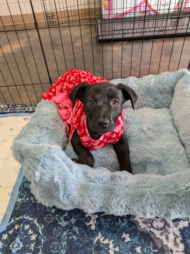 A1 Pet Emporium — photo from the business 7