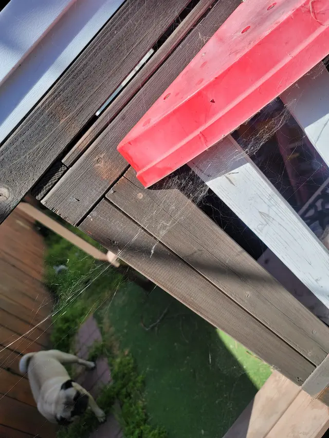 All Pest Pros — customer photo 7