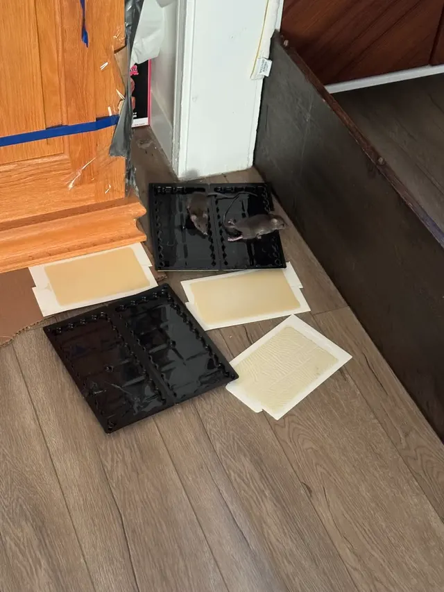 Customer photo of work by HomeShield Pest Control, from Holly's review