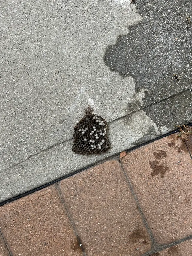 Premium Termite & Pest Control — customer photo 3