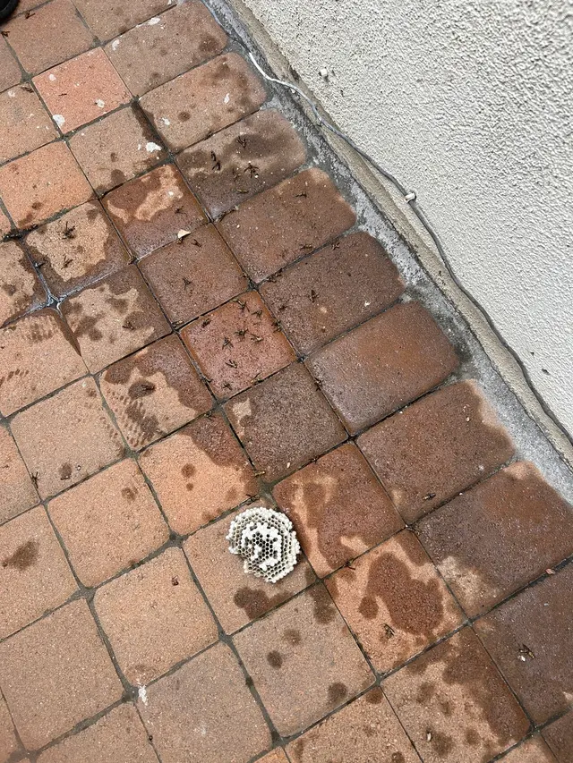Premium Termite & Pest Control — customer photo 5