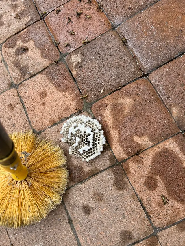 Premium Termite & Pest Control — customer photo 1