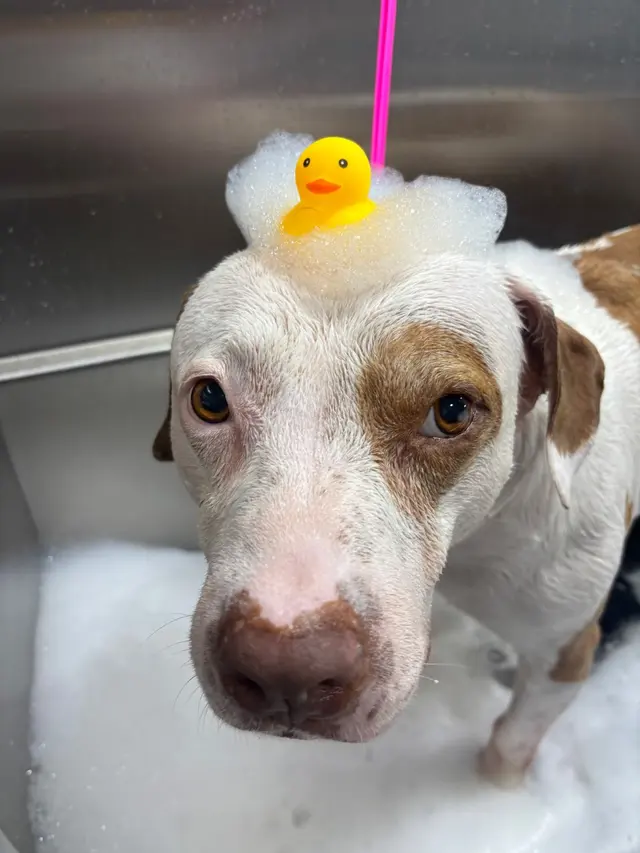 Barkbus Mobile Dog Grooming — customer photo 7