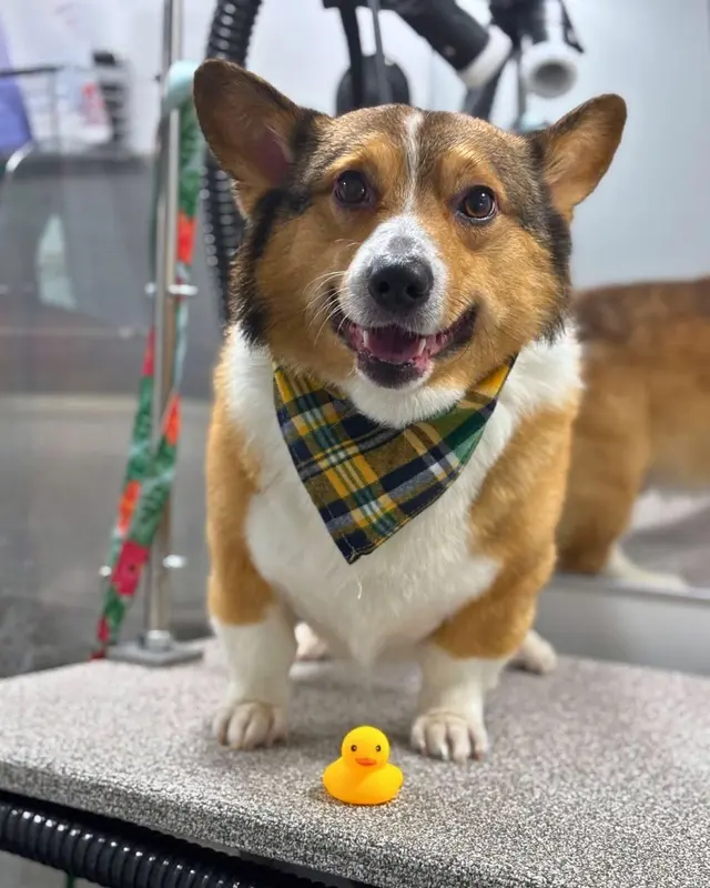 Barkbus Mobile Dog Grooming — photo from the business 2