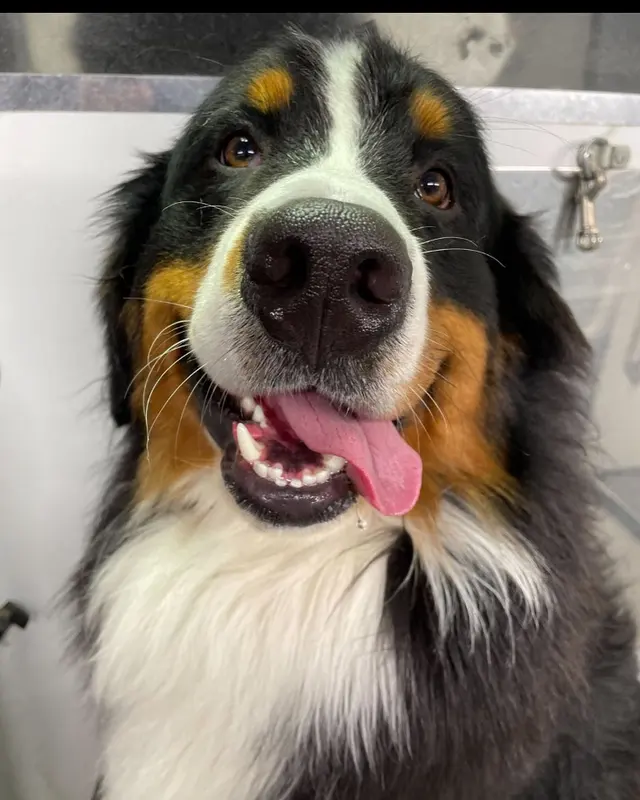 Barkbus Mobile Dog Grooming — photo from the business 6