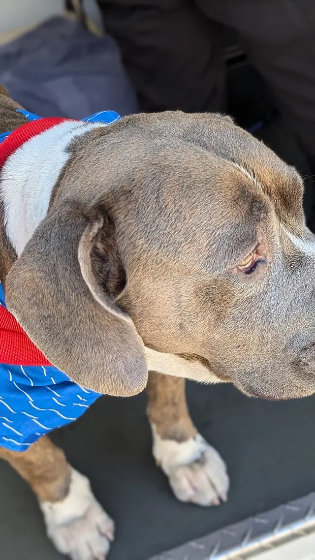 Barkbus Mobile Dog Grooming — customer photo 12