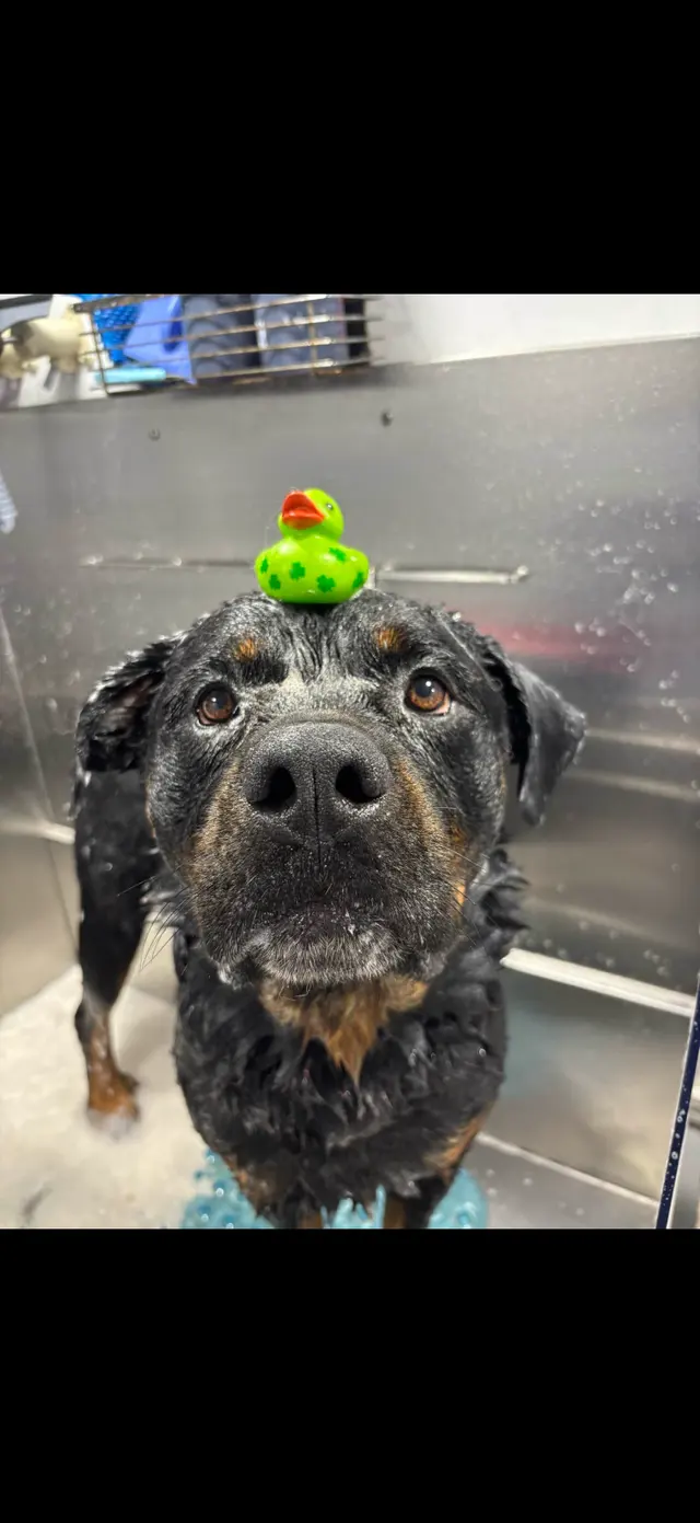 Barkbus Mobile Dog Grooming — customer photo 9