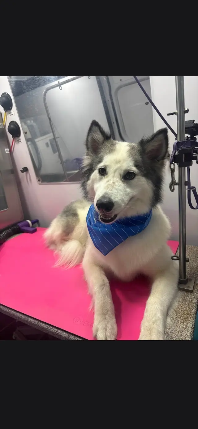 Barkbus Mobile Dog Grooming — customer photo 8