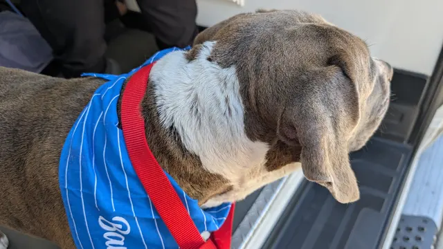 Barkbus Mobile Dog Grooming — customer photo 11