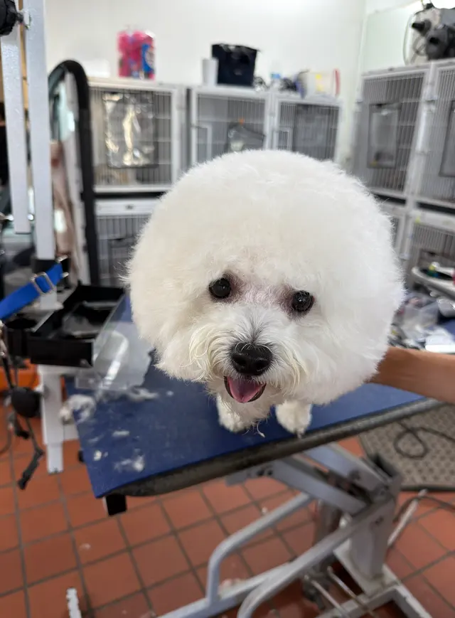 Lucky Paws Grooming — photo from the business 3