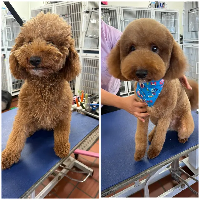Lucky Paws Grooming — photo from the business 1
