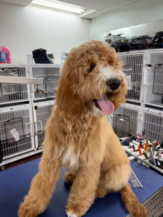 Lucky Paws Grooming — photo from the business 2